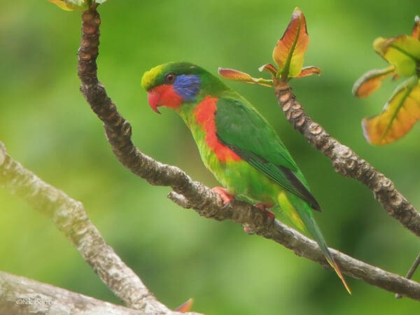 A wild Red-flanked Lorikeet perches on a branch