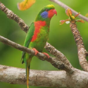 A wild Red-flanked Lorikeet perches on a branch