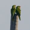 Wild Red-fronted Conures perch on a stump