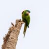 A wild Red-shouldered Macaw perches on a tree stump