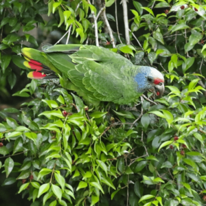 A wild Red-tailed Amazon feeds in a tree