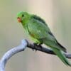 A wild female Red-winged Parrot perches on a limb