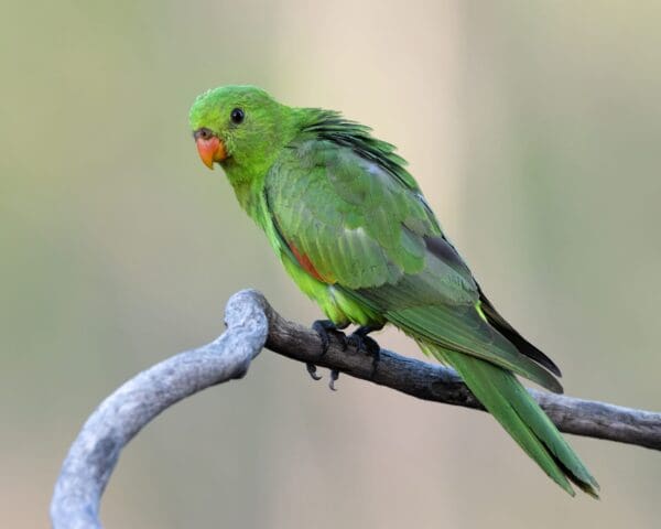 A wild female Red-winged Parrot perches on a limb