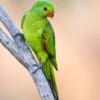 A wild female Red-winged Parrot perches on a branch