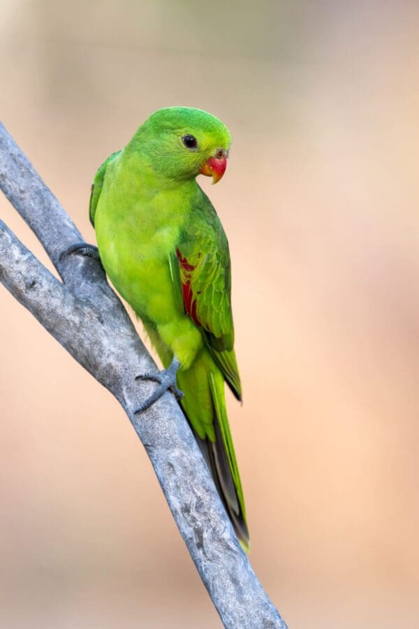 A wild female Red-winged Parrot perches on a branch