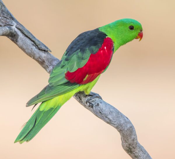 A wild male Red-winged Parrot perches on a branch