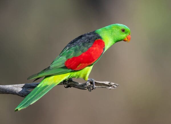 A wild male Red-winged Parrot perches on a twig