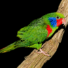 A male Red-flanked Lorikeet perches on a branch