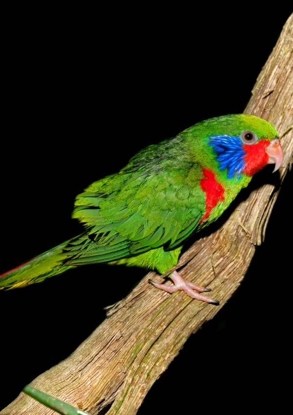 A male Red-flanked Lorikeet perches on a branch