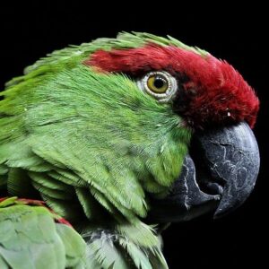 A closeup of a Thick-billed Parrot