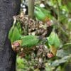 Wild Rose-faced Parrots feed on bananas