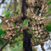 Wild Rose-faced Parrots feed on bananas