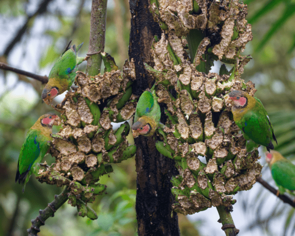 Wild Rose-faced Parrots feed on bananas