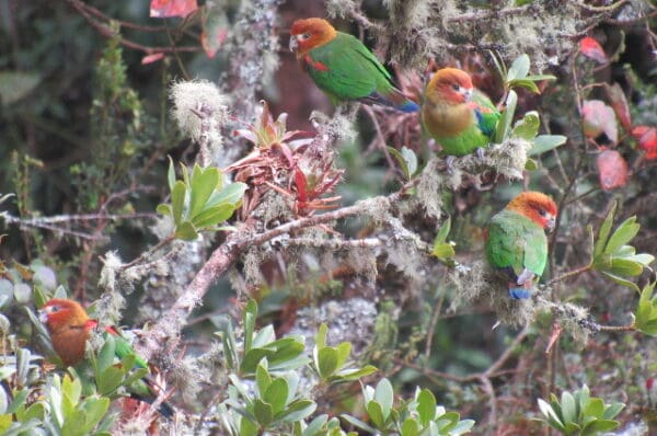 Wild Rusty-faced Parrots perch in a moss-covered tree