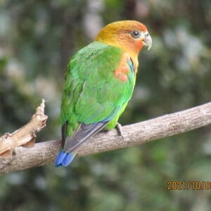 A wild Rusty-faced Parrot perches on a branch