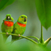 Wild Salvadori's Fig Parrots perch in a leafy tree