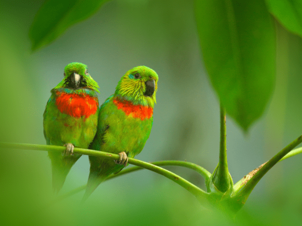 Wild Salvadori's Fig Parrots perch in a leafy tree