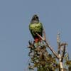 A wild Scaly-headed Parrot perches atop a tree