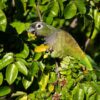 A wild Scaly-headed Parrot feeds on fruit