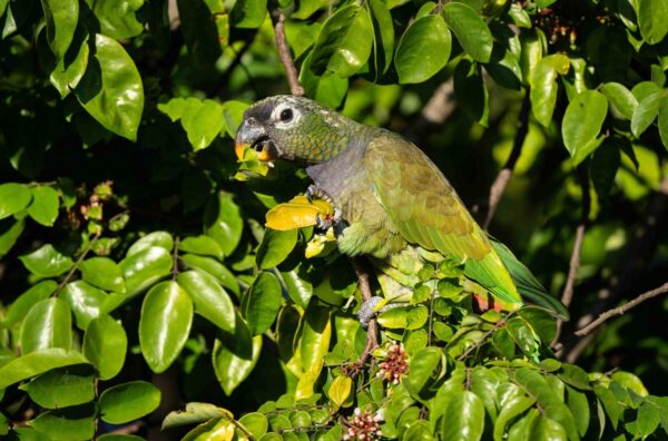 A wild Scaly-headed Parrot feeds on fruit