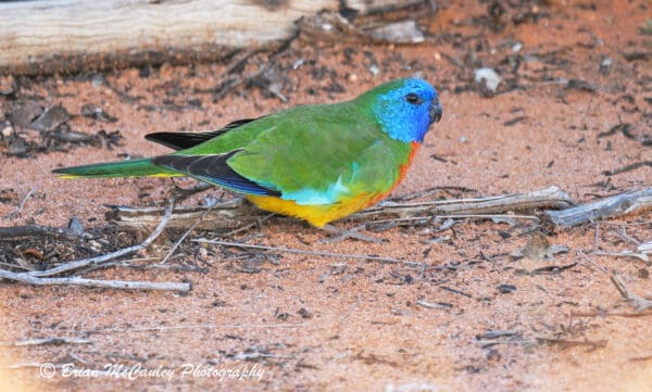 A wild male Scarlet-chested Parrot forages on the ground