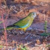 A wild female Scarlet-chested Parrot forages on the ground