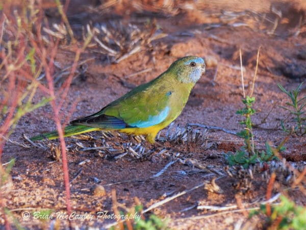 A wild female Scarlet-chested Parrot forages on the ground