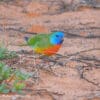 A wild male Scarlet-chested Parrot forages on the ground