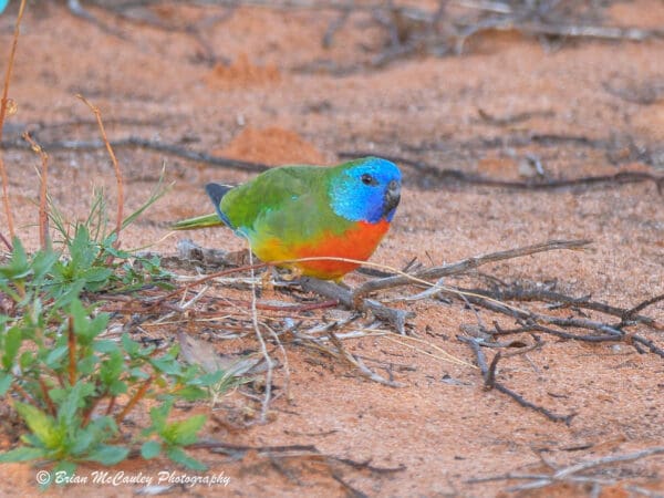 A wild male Scarlet-chested Parrot forages on the ground