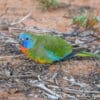 A wild male Scarlet-chested Parrot forages on the ground