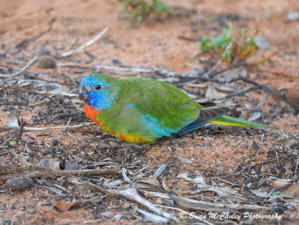 A wild male Scarlet-chested Parrot forages on the ground