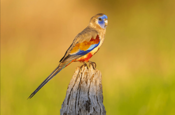 A wild male Bluebonnet perches on a stump