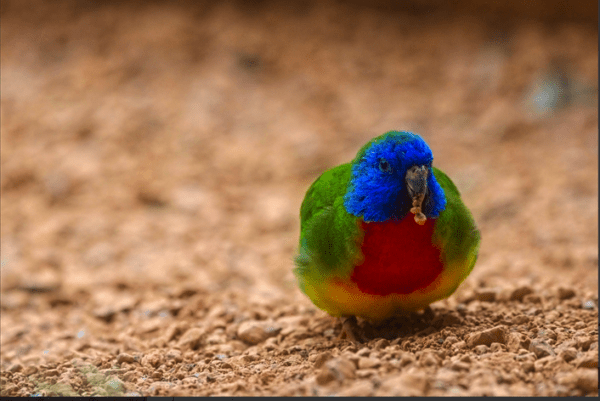 A wild male Scarlet-chested Parrot forages on the ground