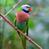 A wild male Red-breasted Parakeet perches on a twig