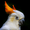 A closeup profile of a female Citron-crested Cockatoo