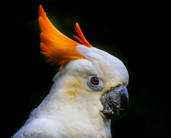 A closeup profile of a female Citron-crested Cockatoo