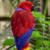 A female Moluccan Eclectus perches on a twig