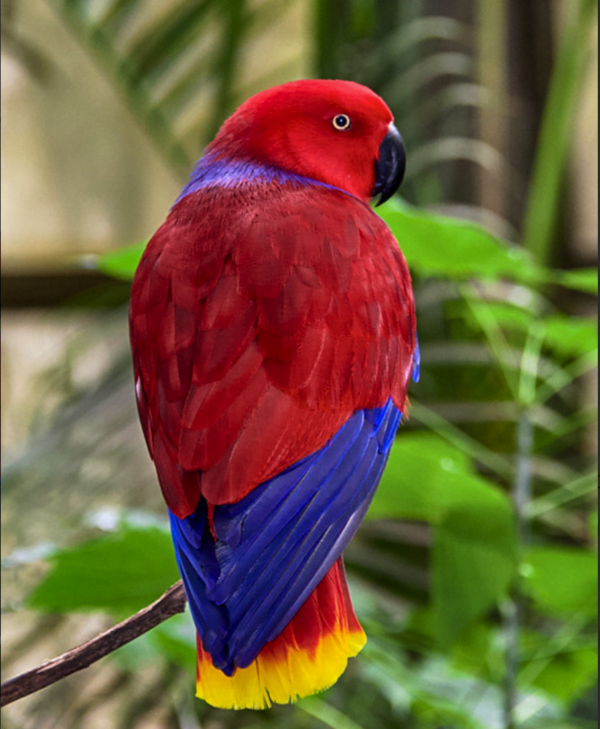 A female Moluccan Eclectus perches on a twig