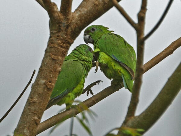 Black-billed Amazon Surveys