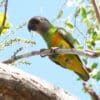 A wild Senegal Parrot perches on a twig