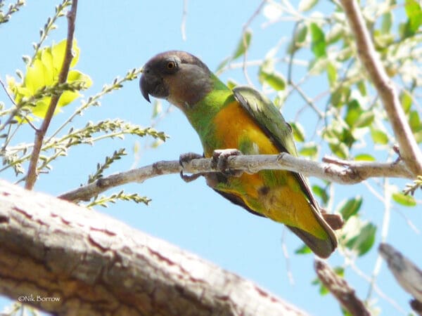 A wild Senegal Parrot perches on a twig