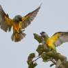 Wild Senegal Parrots interact