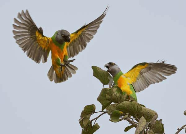 Wild Senegal Parrots interact