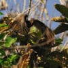 A wild Seychelles Parrot takes flight