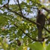 A wild Seychelles Parrot perches on a branch