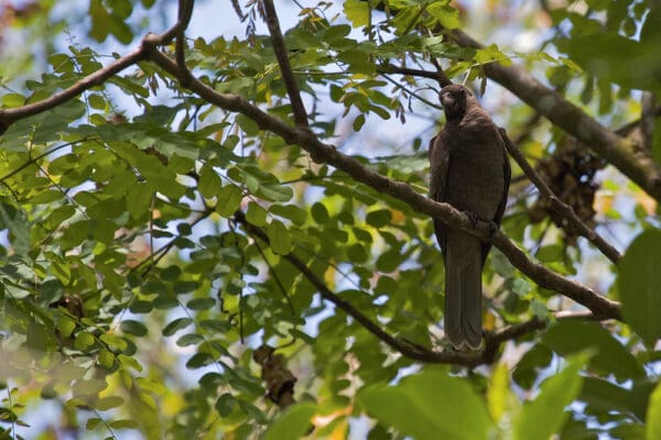 A wild Seychelles Parrot perches on a branch