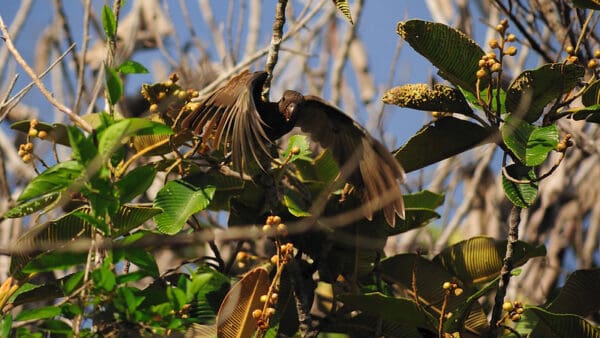 A wild Seychelles Parrot takes flight