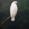 A solitary wild Blue-eyed Cockatoo perches on a branch