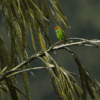 A wild male Sri Lanka Hanging Parrot perches in a tree