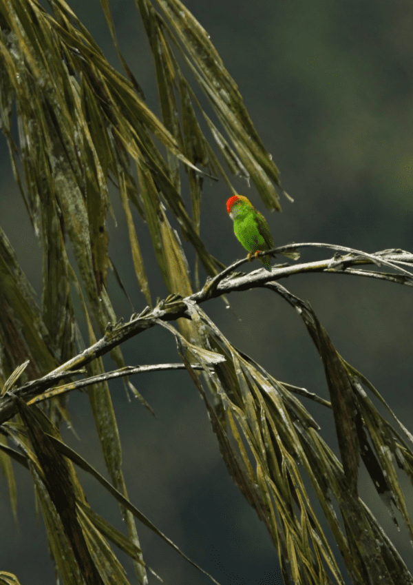 A wild male Sri Lanka Hanging Parrot perches in a tree